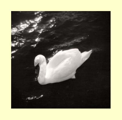 swan portabello dublin